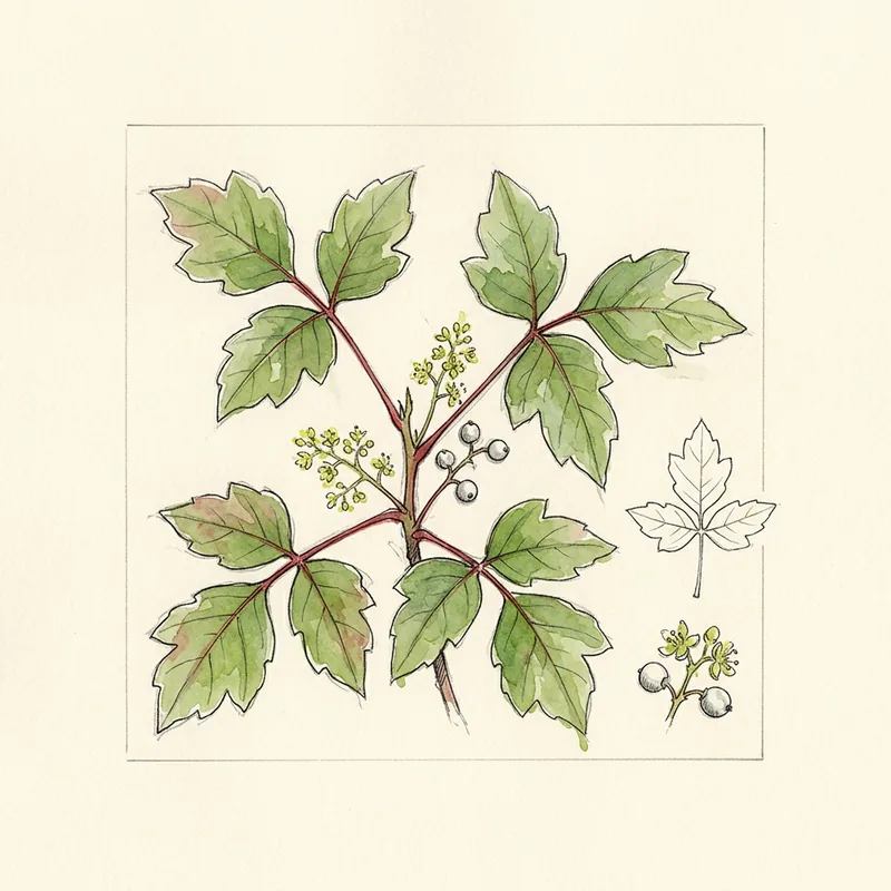 Rhus Toxicodendron